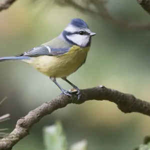 Blue Tit (Parus caeruleus) sitting on branch, Lower Saxony, Germany Blue Tit (Parus caeruleus) sitting on branch, Lower Saxony, Germany