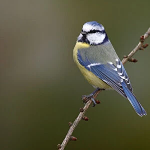 Blue Tit -Parus caeruleus- sitting on a larch branch, Neunkirchen in Siegerland, North Rhine-Westphalia, Germany, Europe