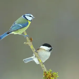 Blue Tit (Parus caeruleus), Willow Tit (Parus montanus), 2 adult birds, sitting on moss-covered branch, Siegerland, North Rhine-Westphalia, Germany Blue Tit (Parus caeruleus), Willow Tit (Parus montanus), 2 adult birds, sitting on moss-covered branch, Siegerland, North Rhine-Westphalia, Germany