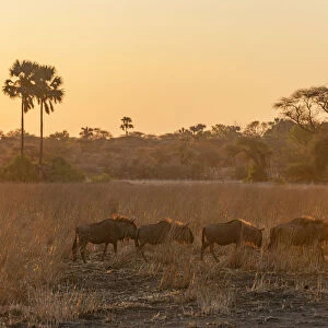 Blue Wildebeest, Mana Pools National Park, Zimbabwe