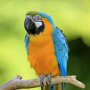 Blue and Yellow Macaw Print - Captive Bird in Germany Blue and Yellow Macaw Print - Captive Bird in Germany