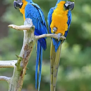 Blue and Yellow Macaw Pair Print, Captive in Germany Blue and Yellow Macaw Pair Print, Captive in Germany