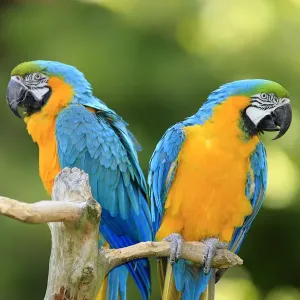 Blue and Yellow Macaw Pair Print, Captive in Germany Blue and Yellow Macaw Pair Print, Captive in Germany