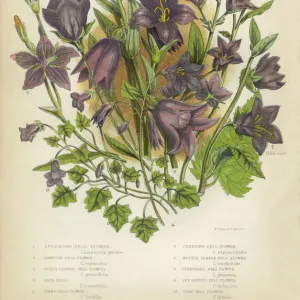 Botanical Illustrations Collection: The Flowering Plants and Ferns of Great Britain