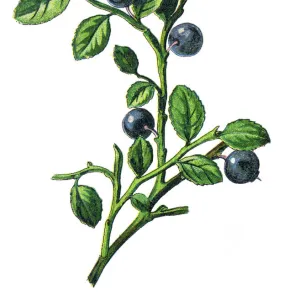 blueberries