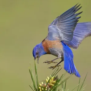 Bluebird Bluebird
