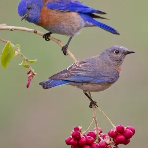 Western Bluebird Couple Art Print Western Bluebird Couple Art Print