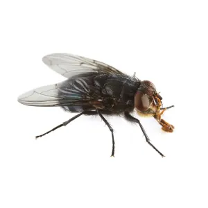 Bluebottle fly Bluebottle fly