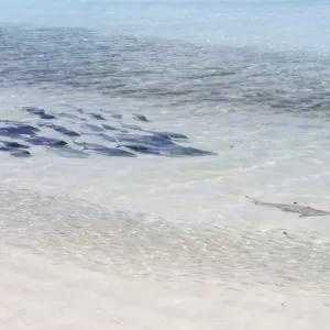 Bluefin Trevally Chasing Blacktip Reef Shark Print Bluefin Trevally Chasing Blacktip Reef Shark Print