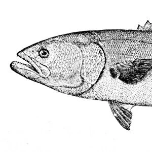 Bluefish engraving 1898