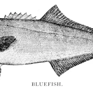 Bluefish engraving 1898 Bluefish engraving 1898