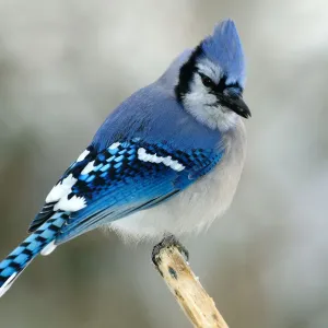 Blue Jay Bird Print - Winter Perch on Branch Blue Jay Bird Print - Winter Perch on Branch