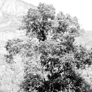 Images Dated 2005 June: 17 Jun 2005