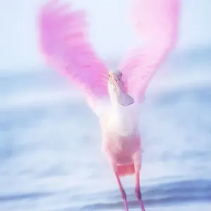Blurred Motion Wings of Roseate Spoonbill at Fort Myers Beach, Florida Blurred Motion Wings of Roseate Spoonbill at Fort Myers Beach, Florida