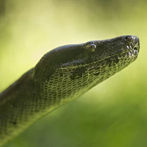 Boa Constrictor Snake, Costa Rica