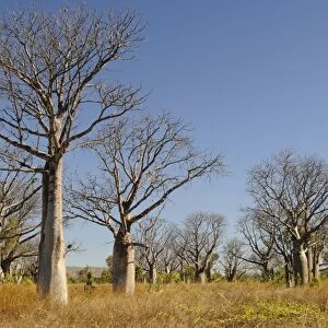 Boab trees (Adansonia gregorii), Kimberley Plateau, Australia