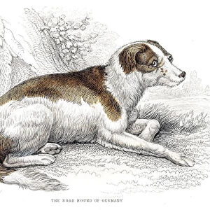 Boar hound dog engraving 1840
