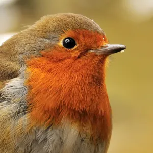 Bold robin Bold robin