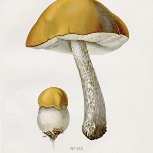 Boletus mushroom 1891