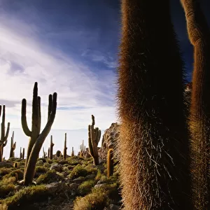 Bolivia, Salar de Uyuni, Isla Pescado, giant cacti