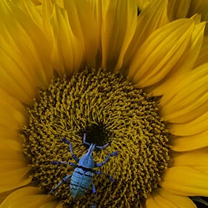 Boll Weevil On Sunflower