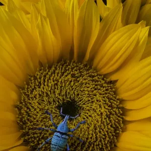 Boll Weevil Print on Sunflower