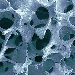 Bone tissue, close-up