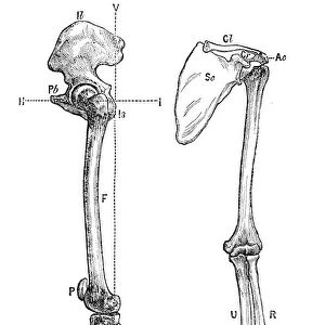Bones of the arm anatomy engraving 1878