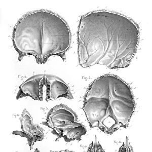 Bones of the head engraving 1896