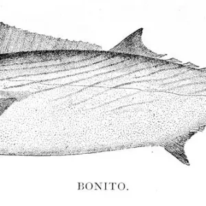 Bonito fish engraving 1898 Bonito fish engraving 1898