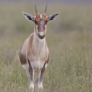 Bontebok National Park Print Bontebok National Park Print