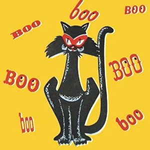 Boo black cat