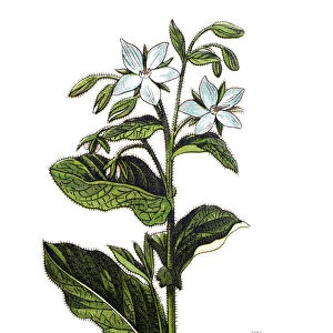 Borage (Borago officinalis), also known as a starflower