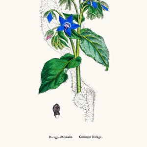 Borage medicinal plant