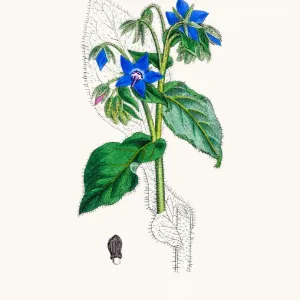 Borage Medicinal Plant Print Borage Medicinal Plant Print
