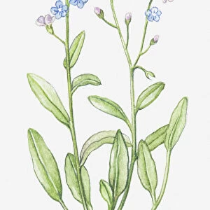 boraginaceae, blue, botany, cut out, flower, foliage, forget-me-not, leaf, myosotis