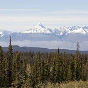 Boreal forest, St. Elias Mountains, Kluane National Park and Reserve, from Alaska Highway, Yukon Territory, Canada