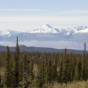 Boreal Forest Print from the St. Elias Mountains, Yukon Territory, Canada