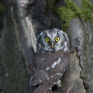 Boreal Owl or Tengmalms Owl -Aegolius funereus-, Rhineland-Palatinate, Germany