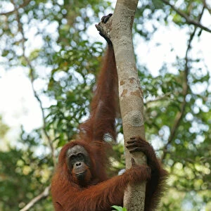 Bornean Orangutan -Pongo pygmaeus-, Tanjung Puting National Park, Central Kalimantan, Borneo, Indonesia