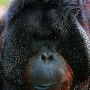 Borneo orang utan (Pongo pygmaeus) close up, captive, Borneo, Indonesia Borneo orang utan (Pongo pygmaeus) close up, captive, Borneo, Indonesia