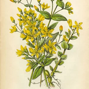 Botanical Illustration of St. Johns Wort Victorian