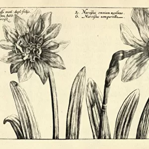 Botanical print of Largest Narcissusm Daffodils from Hortus Floridus by Crispin de Passe