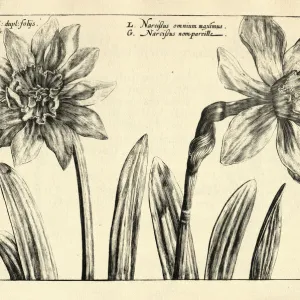 Botanical print of Largest Narcissusm Daffodils from Hortus Floridus by Crispin de Passe