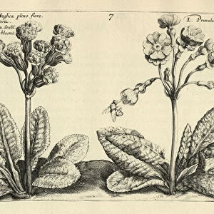Botanical print of Primula veris, cowslip a herbaceous perennial flowering plant in the primrose family Primulaceae. from Hortus Floridus by Crispin de Passe
