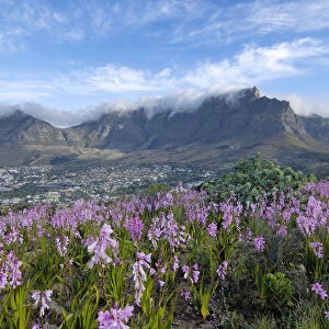 Botany, Cape Town, Capital Cities, Cloud, Field, Flora, Flower, Fog, Fragility, Freshness
