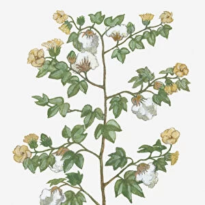 botany, cotton, cut out, day, flora, flower, gossypium hirsutum, green, herb, leaf