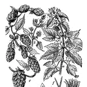 Botany plants antique engraving illustration: Humulus lupulus (common hop or hop)