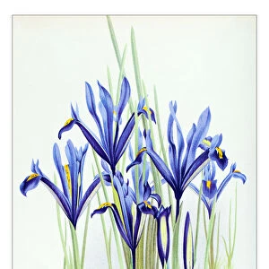 Botany plants antique engraving illustration: Iris reticulata, netted iris