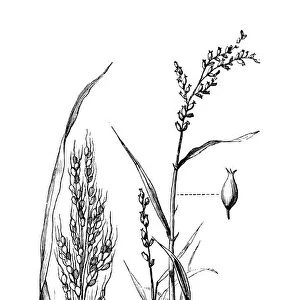 Botany plants antique engraving illustration: Oryza sativa (Asian rice)